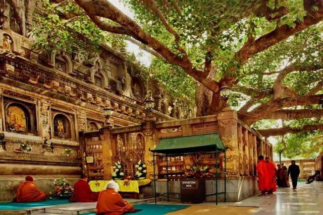 Sacred Bodhi Tree